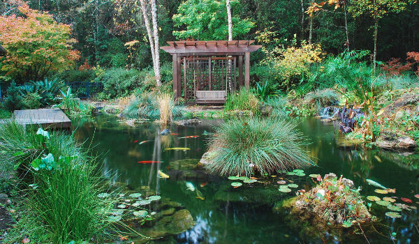 Bassin koi exceptionnel