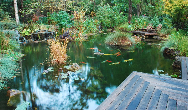 Bassin integre avec la nature